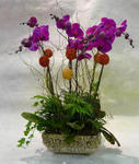 Orchid Phalaenopsis Gift Set - CODE 11996
